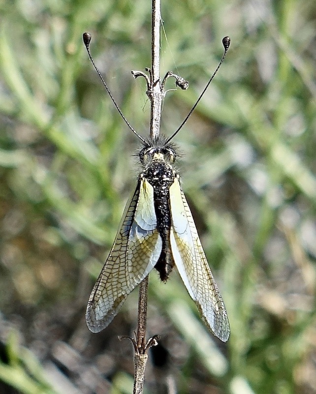 ant-lion